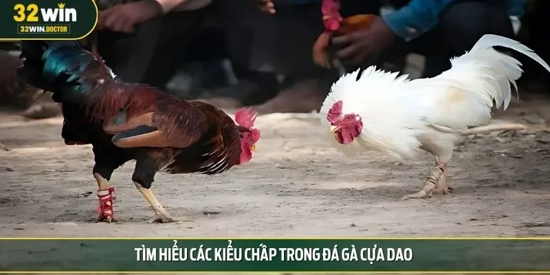 Tìm hiểu các kiểu chấp trong đá gà cựa dao
